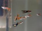 Guppy's, Dieren en Toebehoren, Vis, Zoetwatervis, Schoolvis