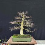 Bonsai bomen ruim aanbod, Jardin & Terrasse, En pot, Enlèvement ou Envoi, Moins de 100 cm, Ombre partielle