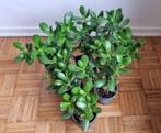 Crassula ovata / jadeplant / geldboom / vetplant 25 cm hoog, Groene kamerplant, Ophalen, Vetplant, Minder dan 100 cm