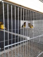 fife fancy kanaries, Dieren en Toebehoren