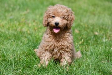 Dwergpoedel pups te koop beschikbaar voor biedingen