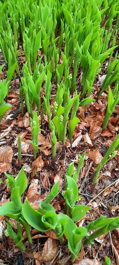 Meiklokjes plantjes, Tuin en Terras, Planten | Tuinplanten, Vaste plant, Overige soorten, Halfschaduw, Lente, Ophalen of Verzenden