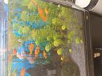 Platy