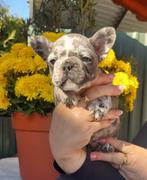 Franse Bulldog pups, Dieren en Toebehoren, 15 weken tot 1 jaar, Buitenland, CDV (hondenziekte), Bulldog