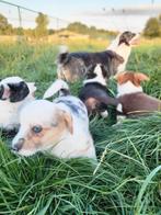 Welsh Corgi Cardigan pups / Corgi pup, Dieren en Toebehoren, België, Overige rassen, CDV (hondenziekte), 8 tot 15 weken