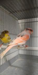 Harlekijn kanariekoppel 50€, Dieren en Toebehoren, Ophalen