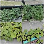 Biologische planten pompoen/pompoen/butternut/courgette/toma, Ophalen, Eenjarig, Groenteplanten, Volle zon