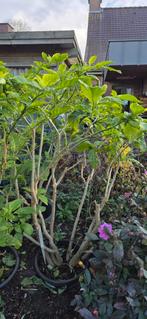 Grote brugmansia 4 x, Tuin en Terras, Planten | Tuinplanten, Ophalen