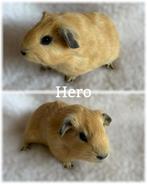 California beertje mag verhuizen, Dieren en Toebehoren, Knaagdieren, Cavia, Mannelijk, Juli, Tam