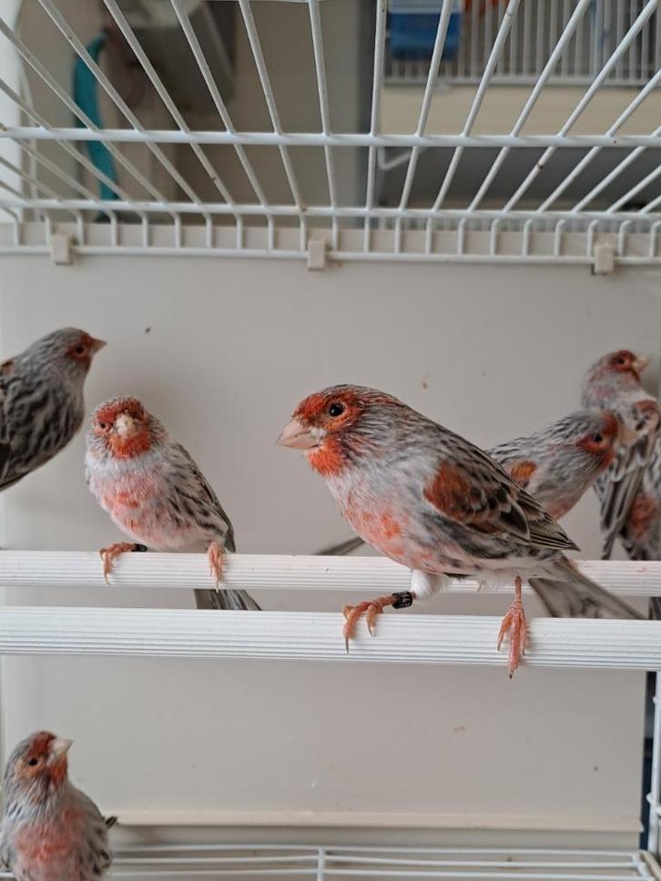 Kanarie agaat rood mozaïek, Dieren en Toebehoren, Vogels | Kanaries, Kleurkanarie, Meerdere dieren