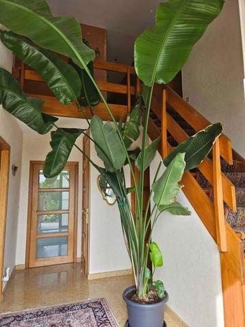 Strelizia Nicolae (370cm) beschikbaar voor biedingen