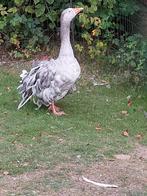 Koppel sebastobol krulveer ganzen, Dieren en Toebehoren, Pluimvee