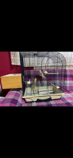 Couple calopsitte à vendre avec la cage, Animaux & Accessoires