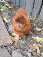 Hennen zijdehoenders, Dieren en Toebehoren, Vrouwelijk, Kip