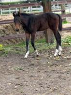 Hengstenveulen te koop, Dieren en Toebehoren, Hengst, Springpaard, Met stamboom, 0 tot 2 jaar