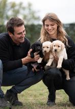 Sociale Labrador pups, Dieren en Toebehoren, België, 8 tot 15 weken, Labrador retriever, Meerdere