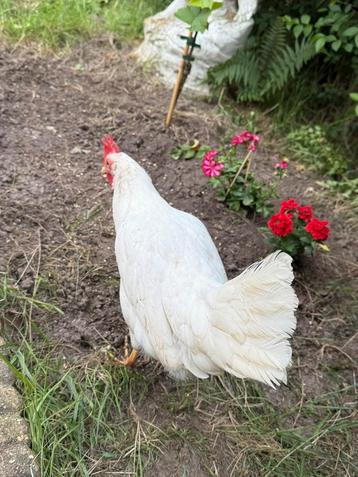 Leghorn kip beschikbaar voor biedingen