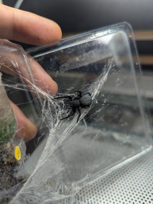 Goliath vogelspinnen en ladybird spiders, Tickets en Kaartjes, Kortingen en Cadeaubonnen