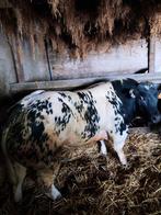 Dekstier Houston, Dieren en Toebehoren, Runderen