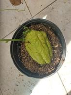 Chayotte in pot, Ophalen