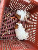 Langharige cavia’s, Juillet, Cobaye