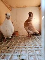 Portugese tuimelaar, Meerdere dieren, Tuimelaar of Roller