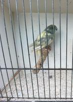 Kakariki kweekrijpe man van 2025, Dieren en Toebehoren, Vogels | Parkieten en Papegaaien, Mannelijk, Parkiet, Geringd