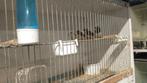 Zebravinken 2025, Dieren en Toebehoren, Vogels | Overige Vogels, Meerdere dieren, Tropenvogel