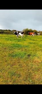Melkkoeien, Dieren en Toebehoren, Runderen, Vrouwelijk