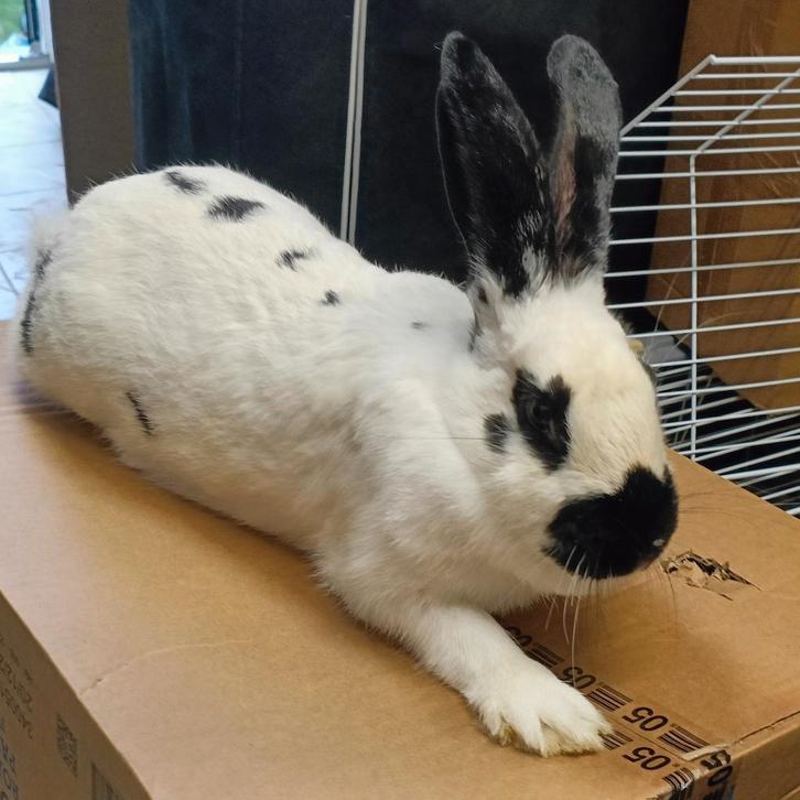 Mooie Vlinder Voedster 5,5 maand OUD. RHD 1 EN 2. 40€, Dieren en Toebehoren, Konijnen