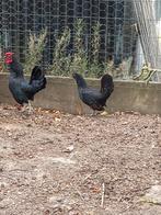 Sierkippen te koop, Dieren en Toebehoren, Pluimvee