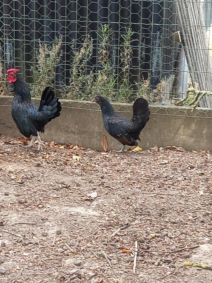 Sierkippen te koop, Dieren en Toebehoren, Pluimvee