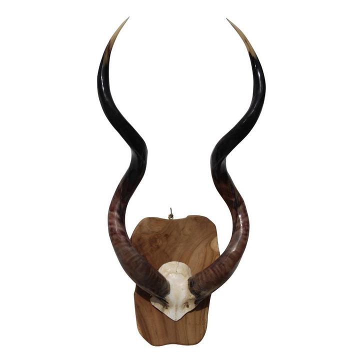 Unieke Hoorns & Geweien – Stijlvolle Eyecatchers  Donja HD, Verzamelen, Dierenverzamelingen, Nieuw, Gewei of Kop, Boerderijdier