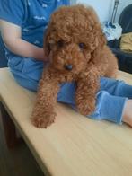Dwergpoedel puppy, Dieren en Toebehoren, Poedel, België, Fokker | Hobbymatig, 8 tot 15 weken