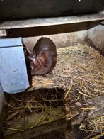 Belgische haas voedster, Dieren en Toebehoren