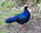 Edward fazant, Meerdere dieren
