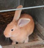1 jonge mannen, Dieren en Toebehoren, Konijnen, Mannelijk