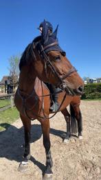 Kadance z, Dieren en Toebehoren, Paarden, Merrie, Springpaard, Gechipt, Niet van toepassing