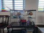 Terrarium Gerbil met toebehoren, Dieren en Toebehoren, Kooi, Gebruikt, Minder dan 75 cm, Muis
