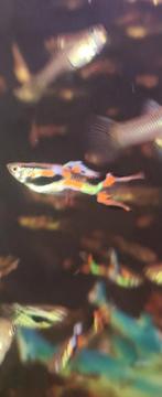 Poisson guppys, Dieren en Toebehoren, Vissen | Aquariumvissen