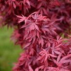 Erable japonais "Shaina", Bloeit niet, Halfschaduw, Overige soorten, Minder dan 100 cm