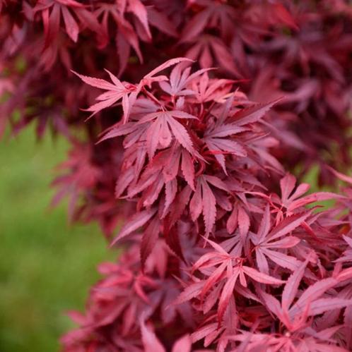 Erable japonais "Shaina", Tuin en Terras, Planten | Bomen, Overige soorten, Minder dan 100 cm, Halfschaduw, Bloeit niet, In pot