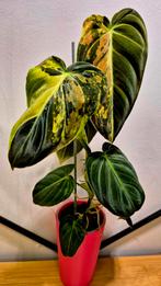 Gezonde Philodendron Melanochrysum Variegated, Huis en Inrichting, Kamerplanten, Ophalen of Verzenden