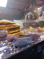 Axolotl, Dieren en Toebehoren, Ophalen