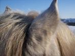 GOED PAARDENPLEKJE GEZOCHT OMGEVING ESSEN/KALMTHOUT, Dieren en Toebehoren, Stalling en Weidegang
