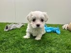Nestje Maltezer pups - kleine taille, België, Maltezer, CDV (hondenziekte), 8 tot 15 weken