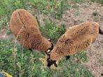 Schapen lammers te koop, Dieren en Toebehoren, Schapen, Geiten en Varkens, Meerdere dieren, Schaap, 0 tot 2 jaar