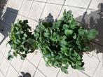 Mooie vroeg dragende aardbeien planten, mei-juni., Ophalen