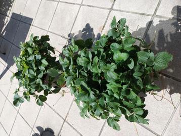 Mooie vroeg dragende aardbeien planten, mei-juni. beschikbaar voor biedingen