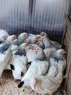 witte kippen leghorn/sussex vanaf 8 euro 0499/082381, Dieren en Toebehoren, Vrouwelijk, Kip